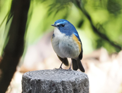 ルリビタキ　20230212