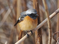 ジョウビタキ　20230303