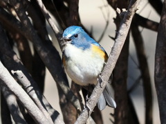 ルリビタキ　20230209