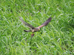 チョウゲンボウ　20230530