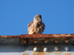 チョウゲンボウ　20230319