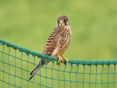 チョウゲンボウ　20230626