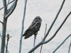 コミミズク　20230401