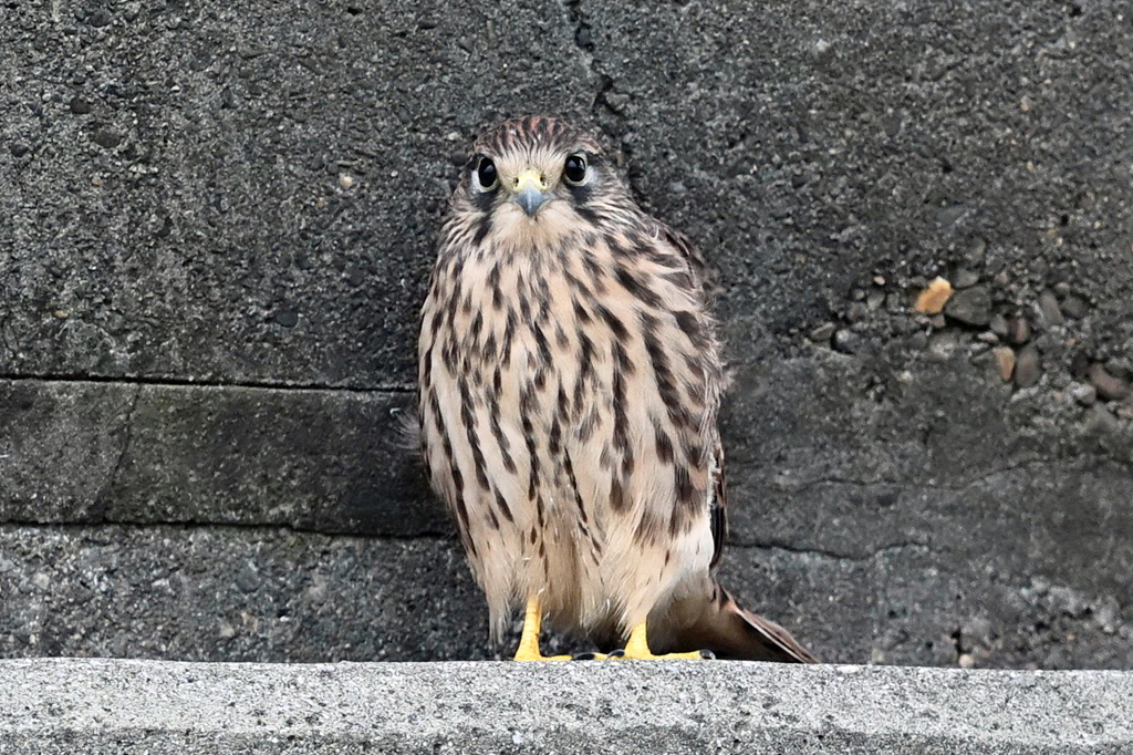 チョウゲンボウ　20230608