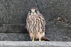 チョウゲンボウ　20230608