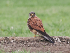 チョウゲンボウ　20230608