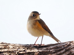 ルリビタキ　20230222