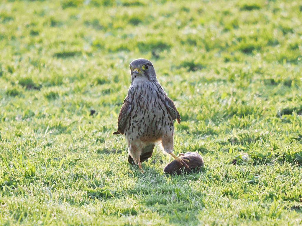 チョウゲンボウ　20230520