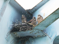 チョウゲンボウ　20230615