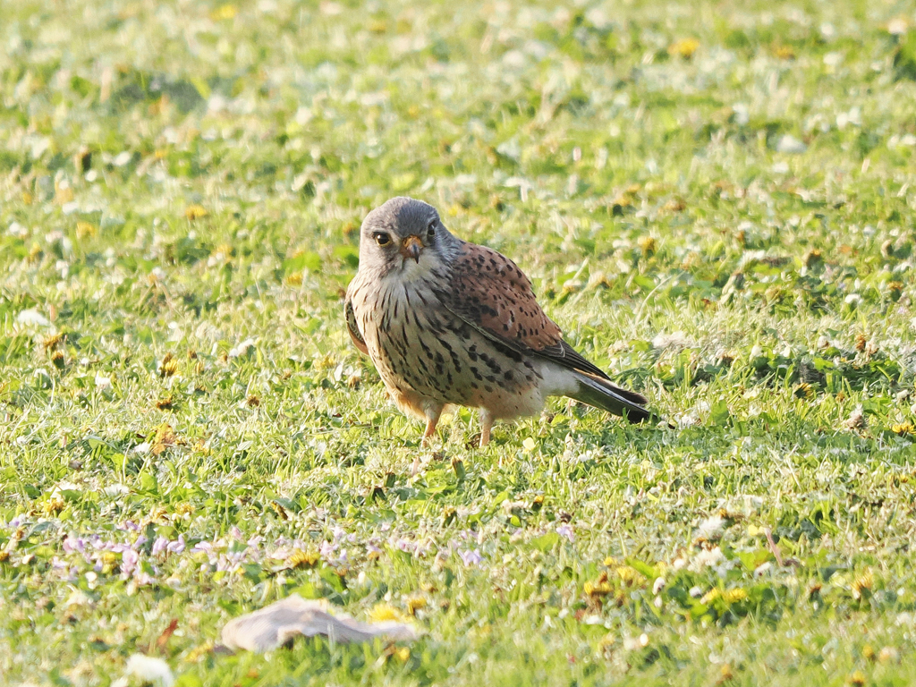 チョウゲンボウ　20230411