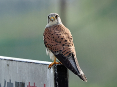 チョウゲンボウ　20230316