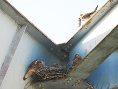 チョウゲンボウ　20230616