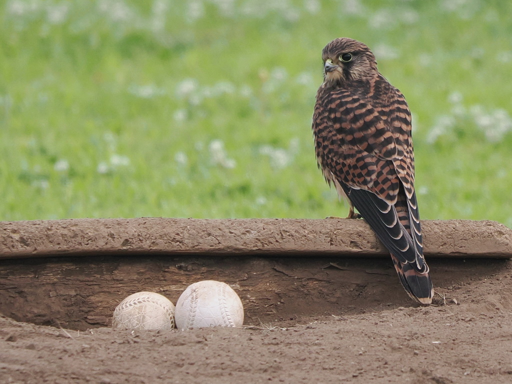 チョウゲンボウ　20230627