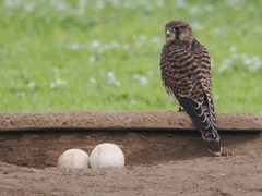 チョウゲンボウ　20230627