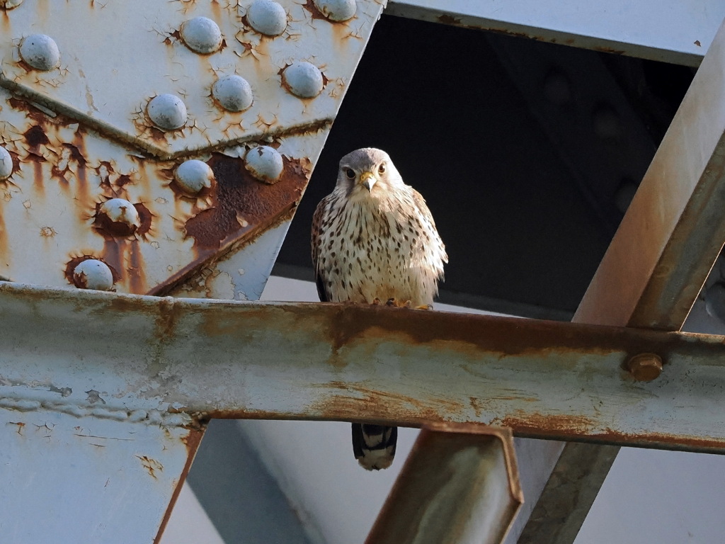 チョウゲンボウ　20230508