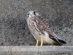 チョウゲンボウ　20230608