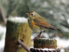 ルリビタキ　20230210