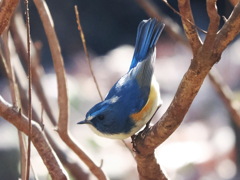 ルリビタキ　20230221