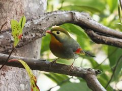 ソウシチョウ　20230328