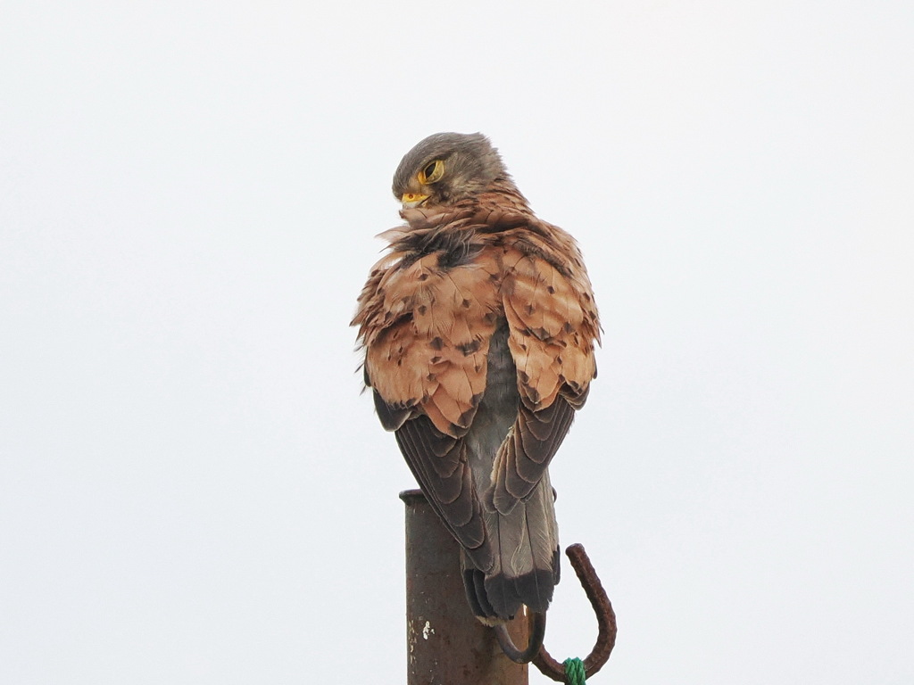 チョウゲンボウ　20230525