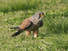 チョウゲンボウ　20230411