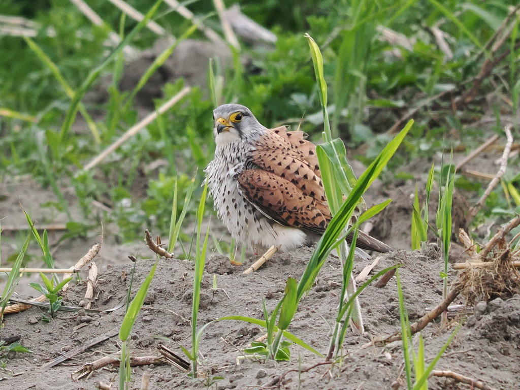 チョウゲンボウ　20230414