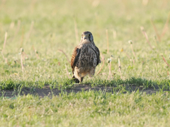 チョウゲンボウ　20230504