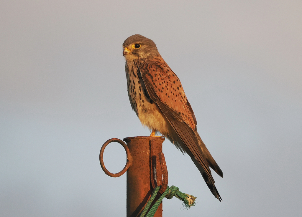 チョウゲンボウ　20230508