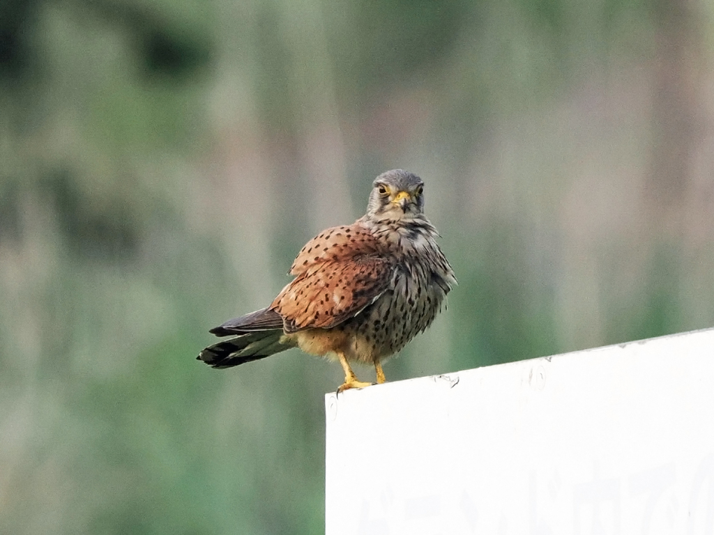 チョウゲンボウ　20230518