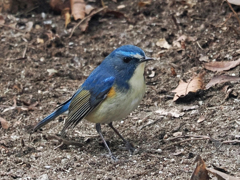 ルリビタキ　20230208