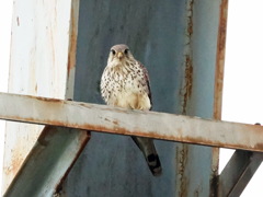 チョウゲンボウ　20230611