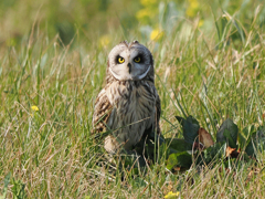 コミミズク　20230301