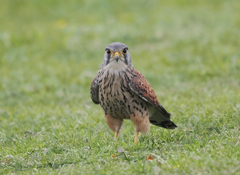 チョウゲンボウ　20230405