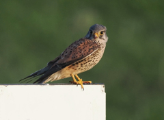 チョウゲンボウ　20230406