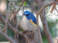 ルリビタキ　20230226