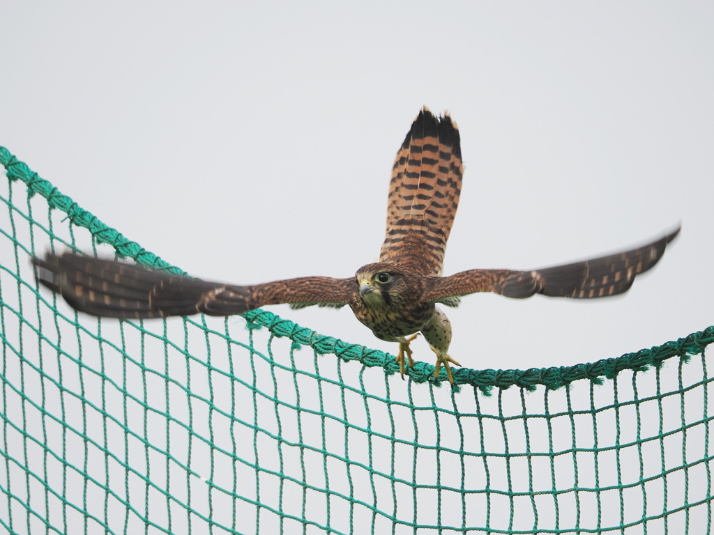 チョウゲンボウ　20230629