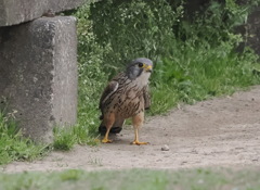 チョウゲンボウ　20230407