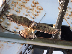 チョウゲンボウ　20230503