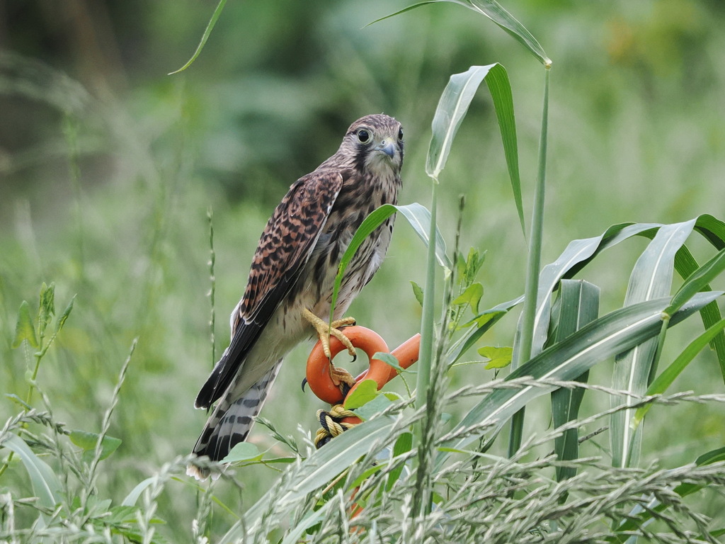 チョウゲンボウ　20230613