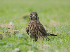 チョウゲンボウ　20230630