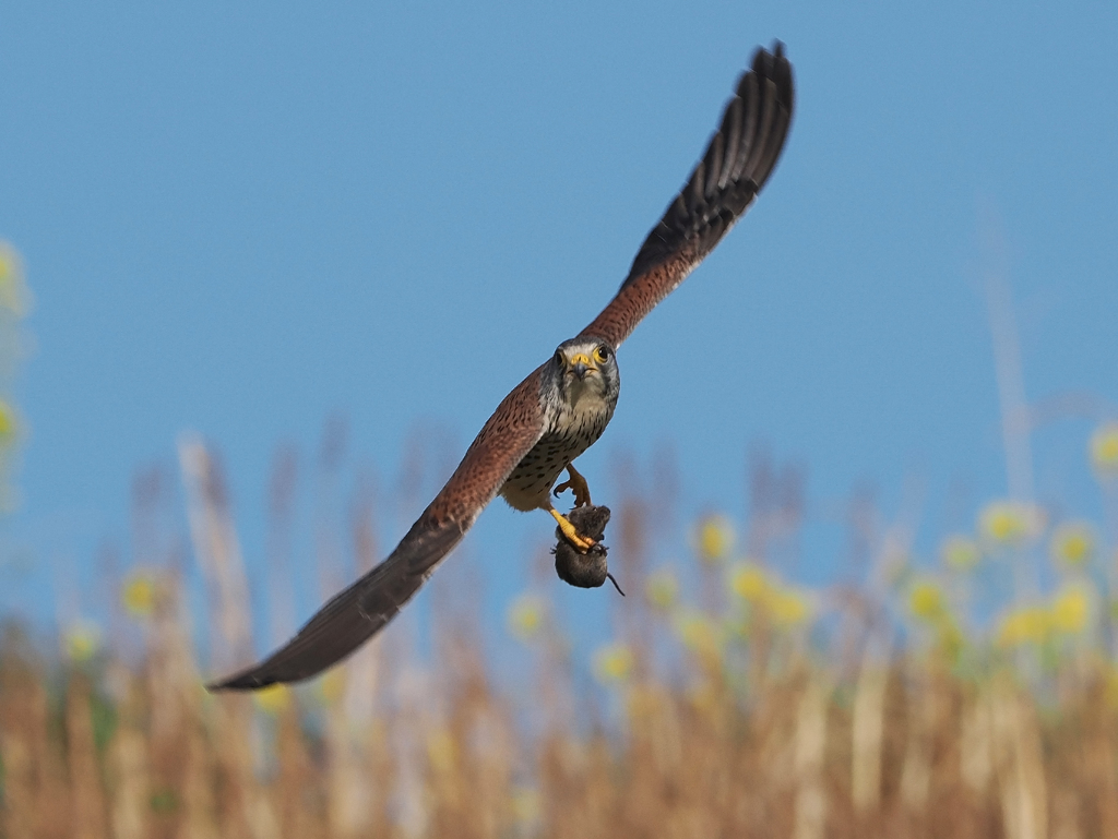 チョウゲンボウ　20230320