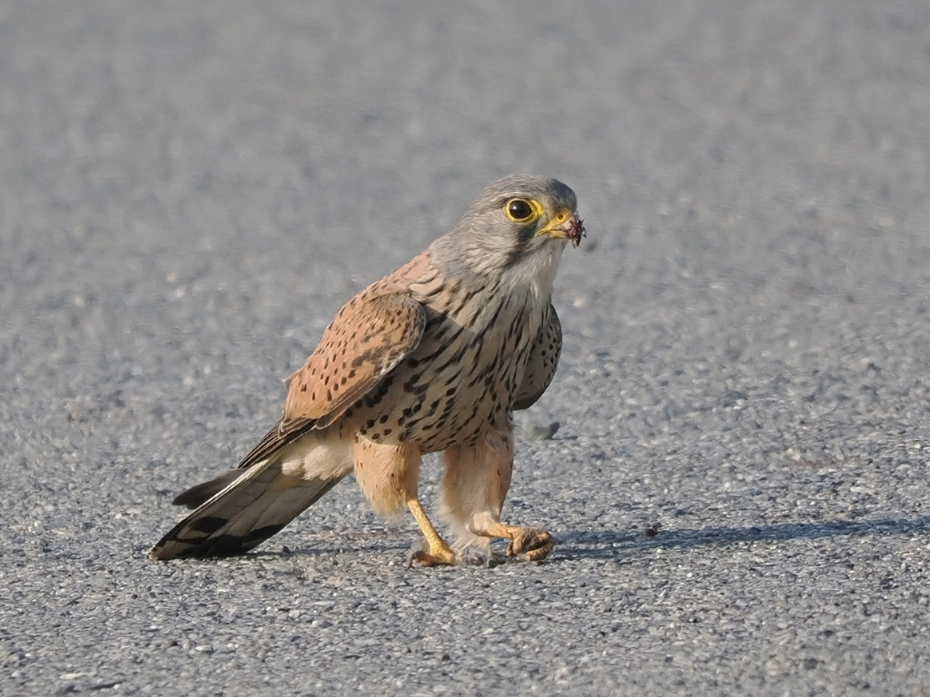 チョウゲンボウ　20230420