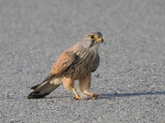 チョウゲンボウ　20230420