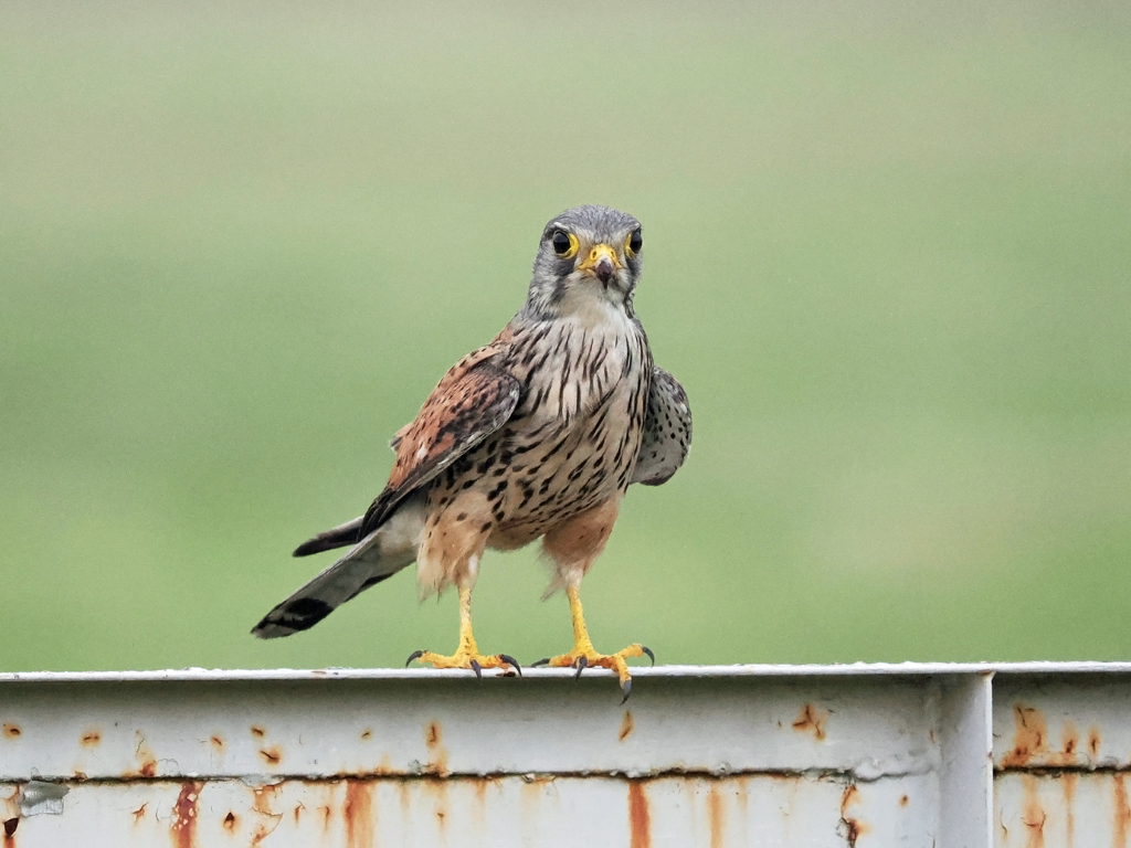 チョウゲンボウ　20230522