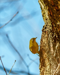 トリミングで横にした方がよかったかしらん？