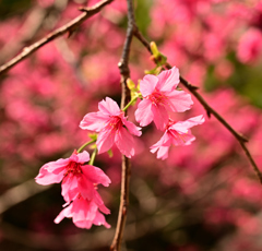 DSC_1712 花