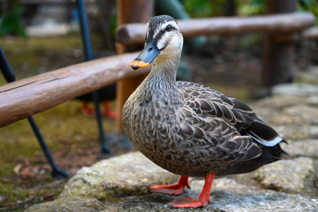 DSC_0773 カモ！？