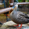 DSC_0773 カモ！？