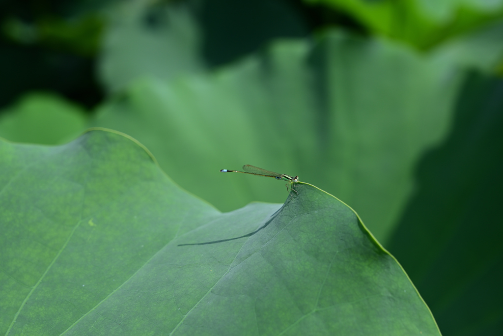 DSC_2337 蜻蜓