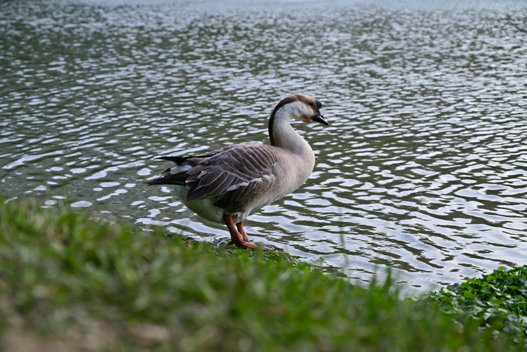 DSC_1567_01 ガチョウ